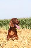 SETTER IRLANDAIS 016